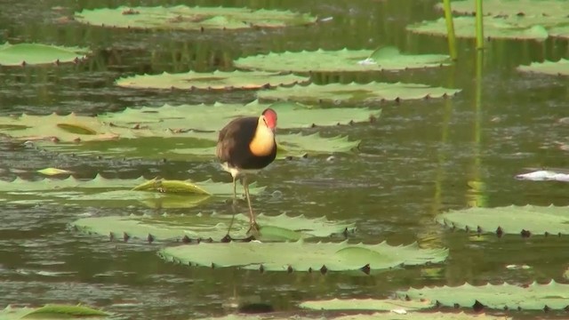 Comb-crested Jacana - ML200922651