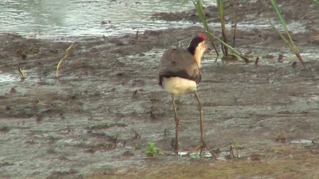 Jacana Crestada - ML200922661