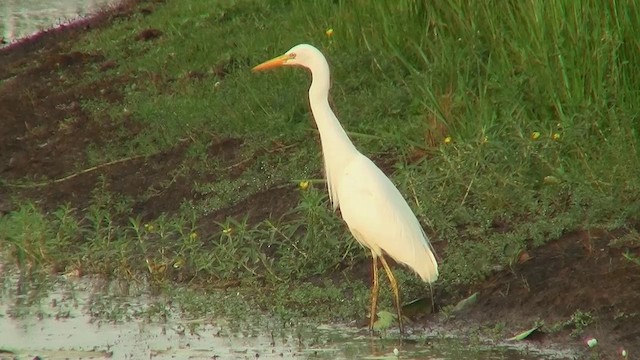 Grande Aigrette (modesta) - ML200922721