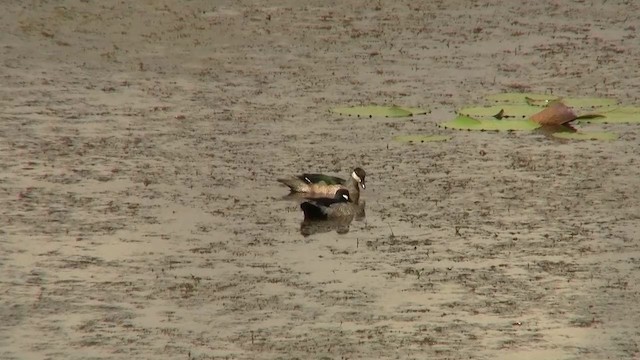 Green Pygmy-Goose - ML200922791