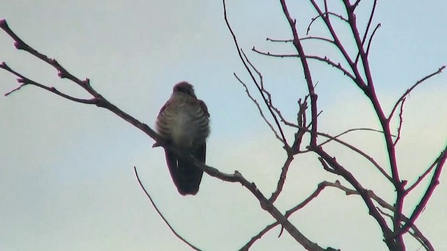 Horsfield's Bronze-Cuckoo - ML200922801