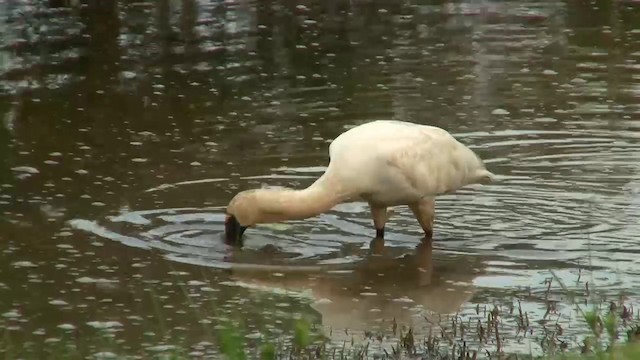 Royal Spoonbill - ML200922811