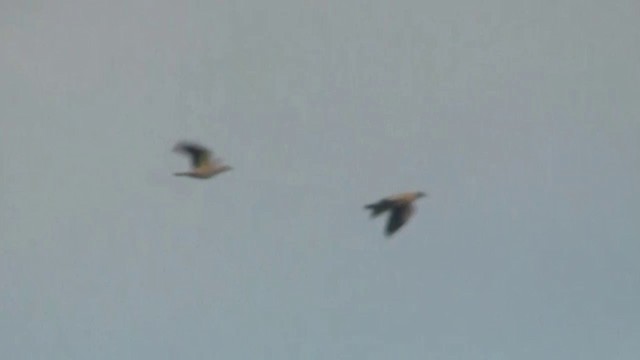 Пінон австралійський - ML200922851