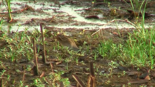 White-browed Crake - ML200922861