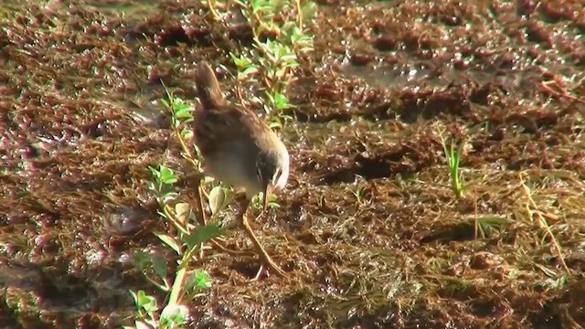 White-browed Crake - ML200922871