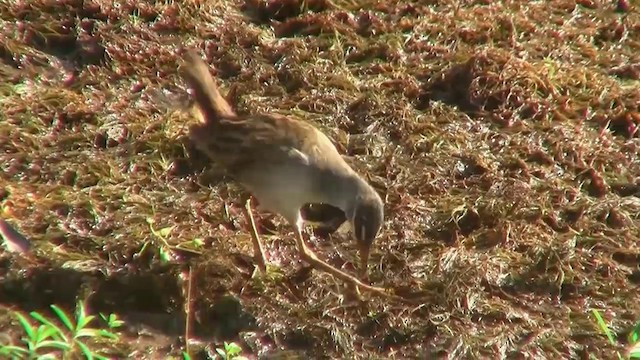 White-browed Crake - ML200922881