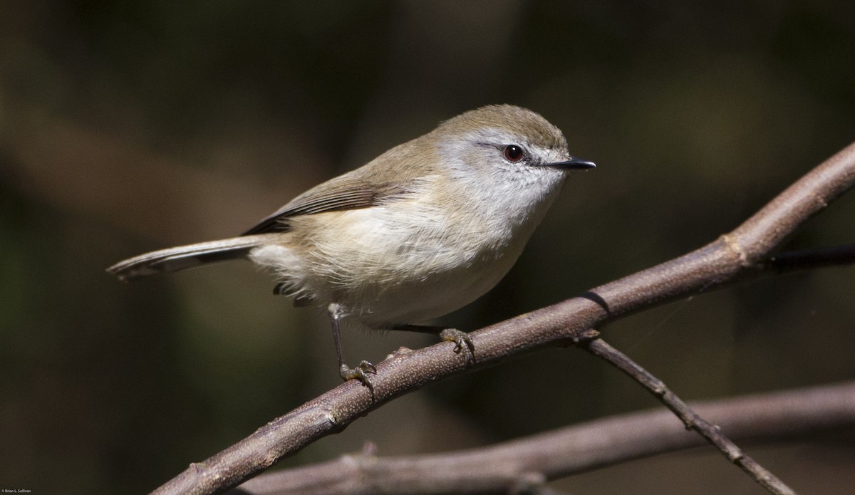 Brown Gerygone - ML20092291