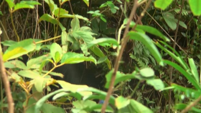 Southern Cassowary - ML200922941