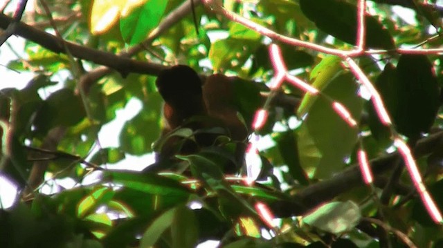 Pájaro Capuchino - ML200923011