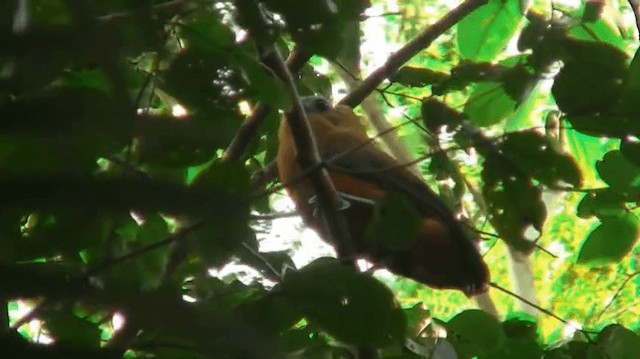 Capuchinbird - ML200923021