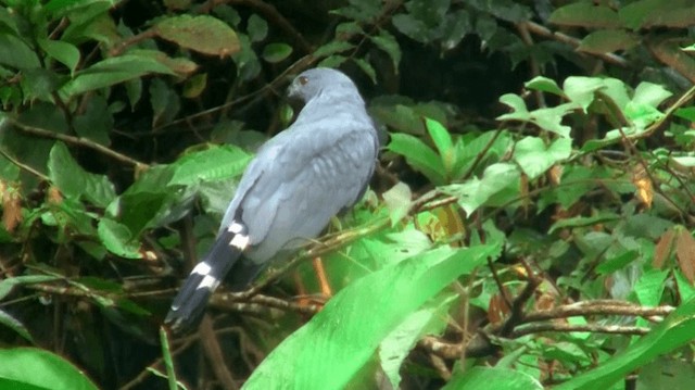 Crane Hawk (Gray) - ML200923101
