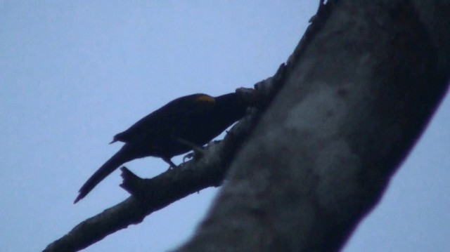 Oriole à épaulettes (cayanensis) - ML200923161