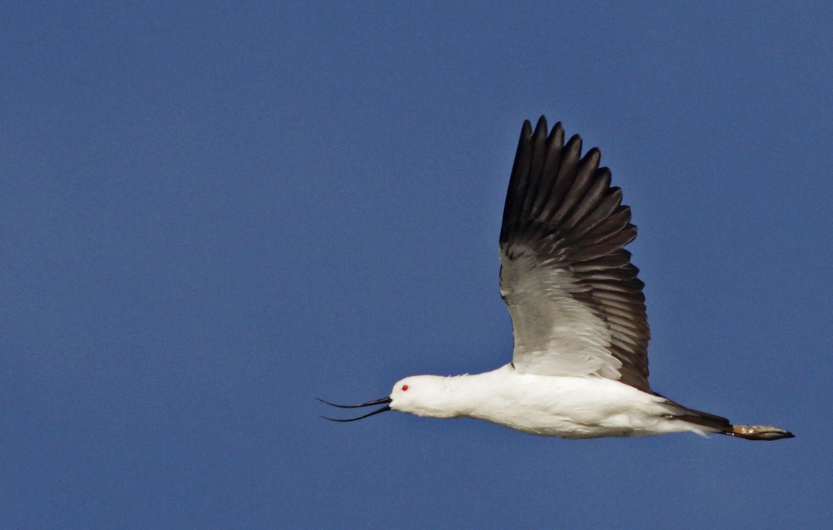 Andean Avocet - ML20092321