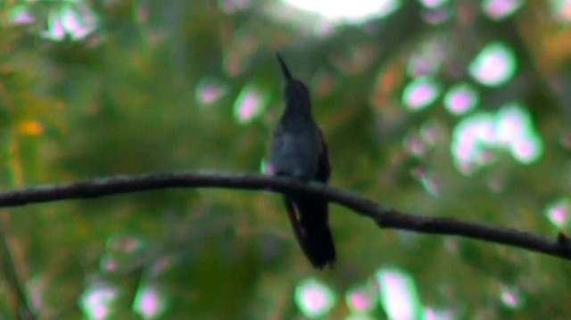 Серогрудый саблекрыл (largipennis) - ML200923211