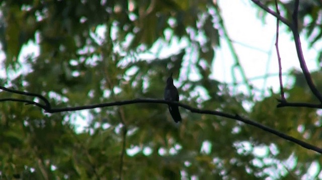 ハイバラケンバネハチドリ（largipennis） - ML200923221
