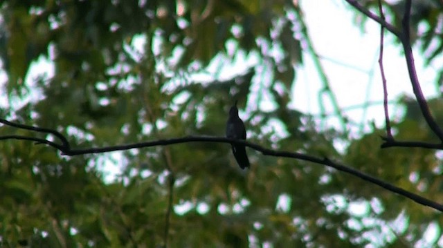 Серогрудый саблекрыл (largipennis) - ML200923221