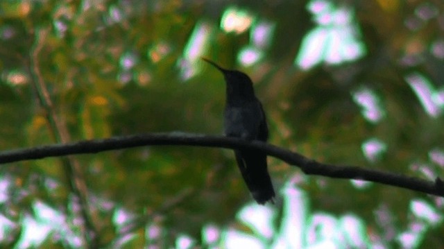 gråbrystsabelvinge (largipennis) - ML200923231