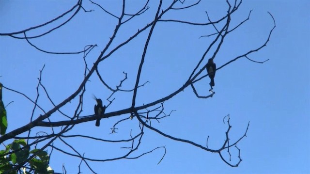 Brown Jacamar - ML200923241