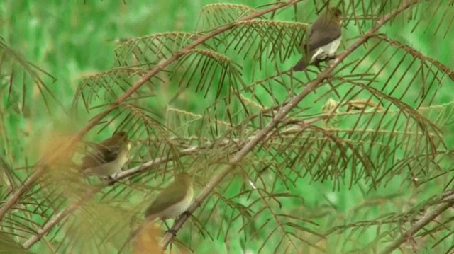 Lesson's Seedeater - ML200923321