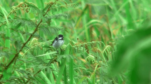 Lesson's Seedeater - ML200923331