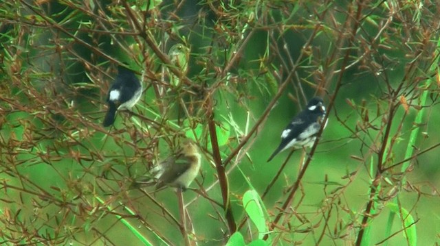 Lesson's Seedeater - ML200923341