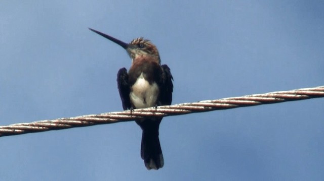 Jacamar brun - ML200923361