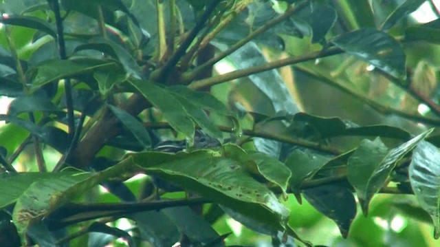 Guianan Streaked-Antwren - ML200923381