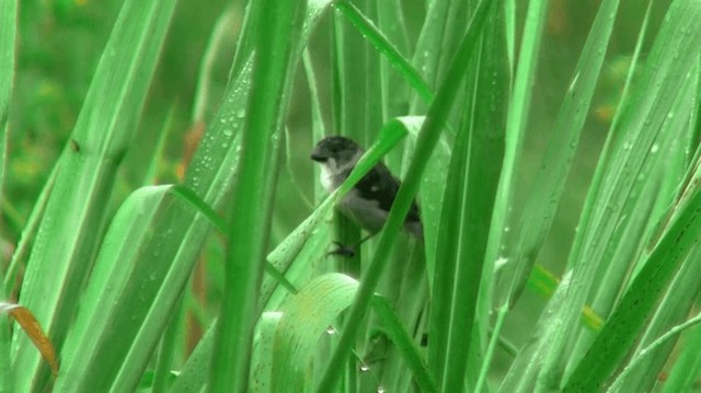 Lesson's Seedeater - ML200923411