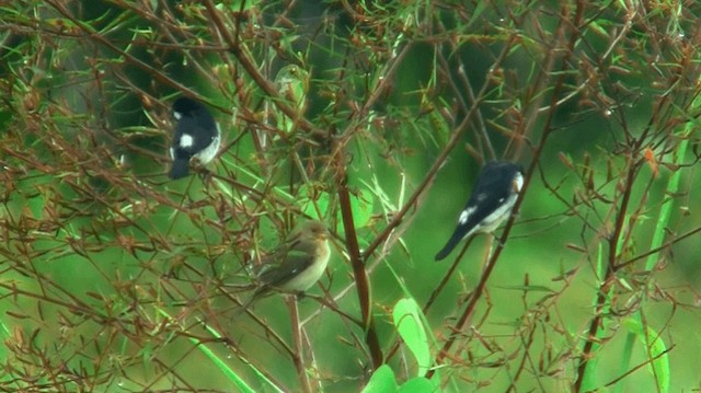 Lesson's Seedeater - ML200923421