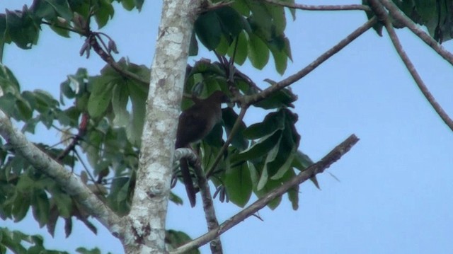 Variable Chachalaca - ML200923441