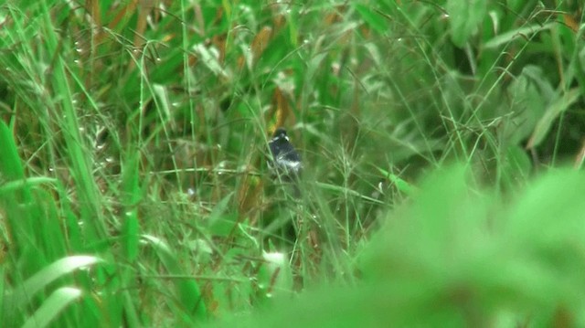 Lesson's Seedeater - ML200923491