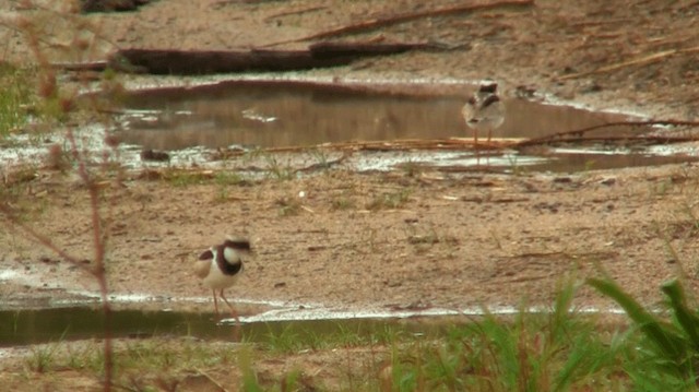 Pied Plover - ML200923661