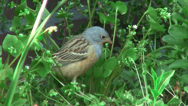 Cretzschmar's Bunting - ML200923721