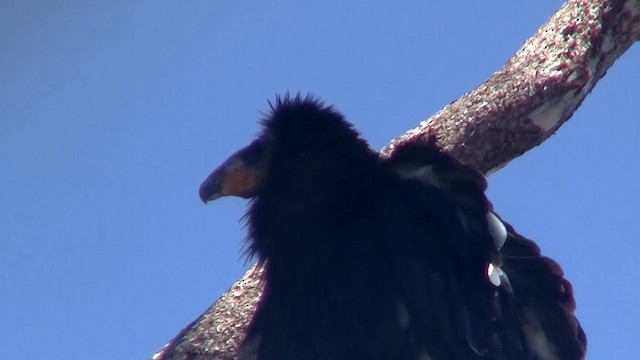 California Condor - ML200923741