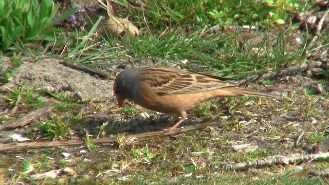 Cretzschmar's Bunting - ML200923781