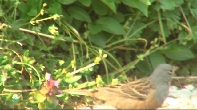 Cretzschmar's Bunting - ML200923791