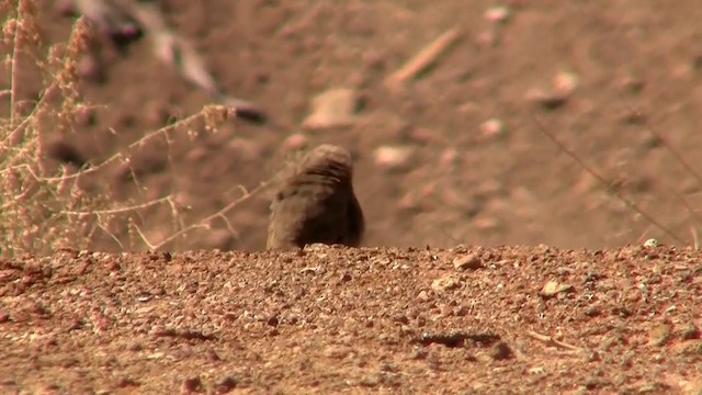 Crissal Thrasher - ML200923801