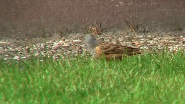 Cretzschmar's Bunting - ML200923881