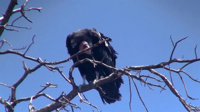 California Condor - ML200923951