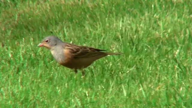 Cretzschmar's Bunting - ML200923961