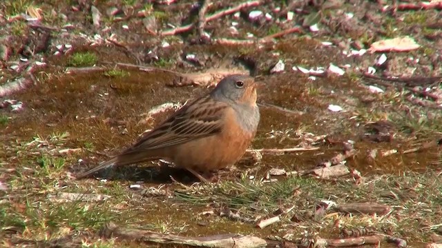 Cretzschmar's Bunting - ML200923971