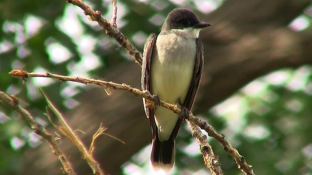 Eastern Kingbird - ML200924041