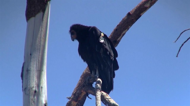 California Condor - ML200924061