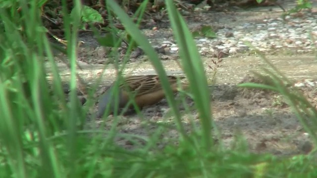 Cretzschmar's Bunting - ML200924081