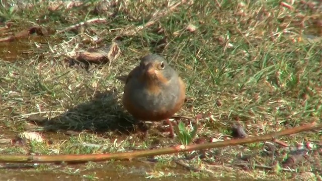 Cretzschmar's Bunting - ML200924091