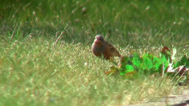 Cretzschmar's Bunting - ML200924161