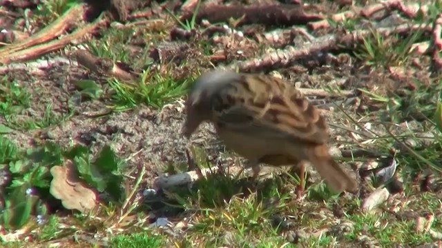 Cretzschmar's Bunting - ML200924171