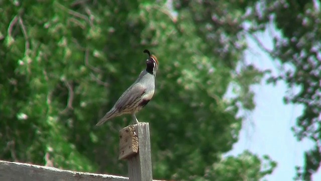Gambel's Quail - ML200924231