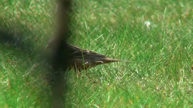 Cretzschmar's Bunting - ML200924271