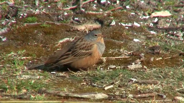 Cretzschmar's Bunting - ML200924281